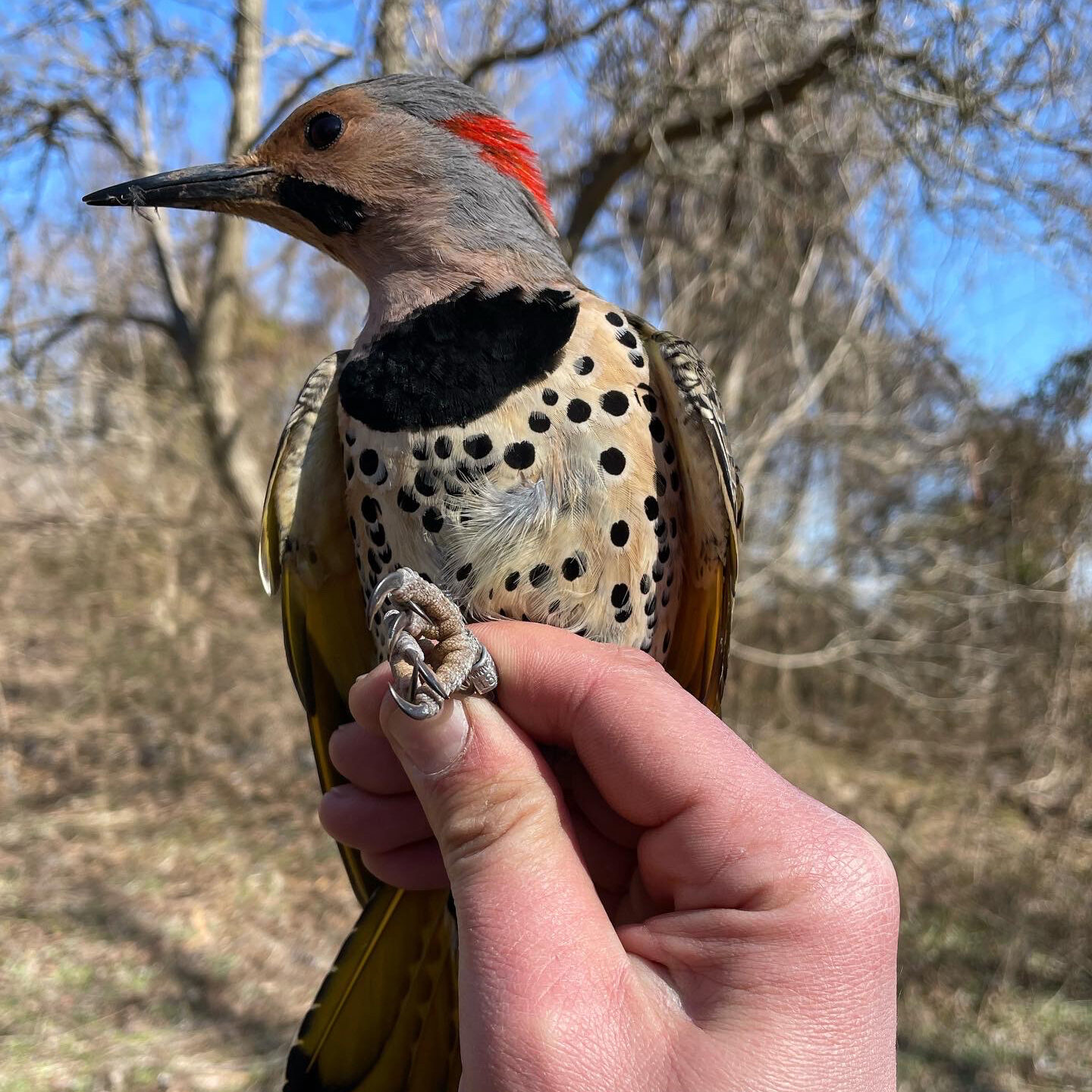 Hays Woods - Northern Flicker