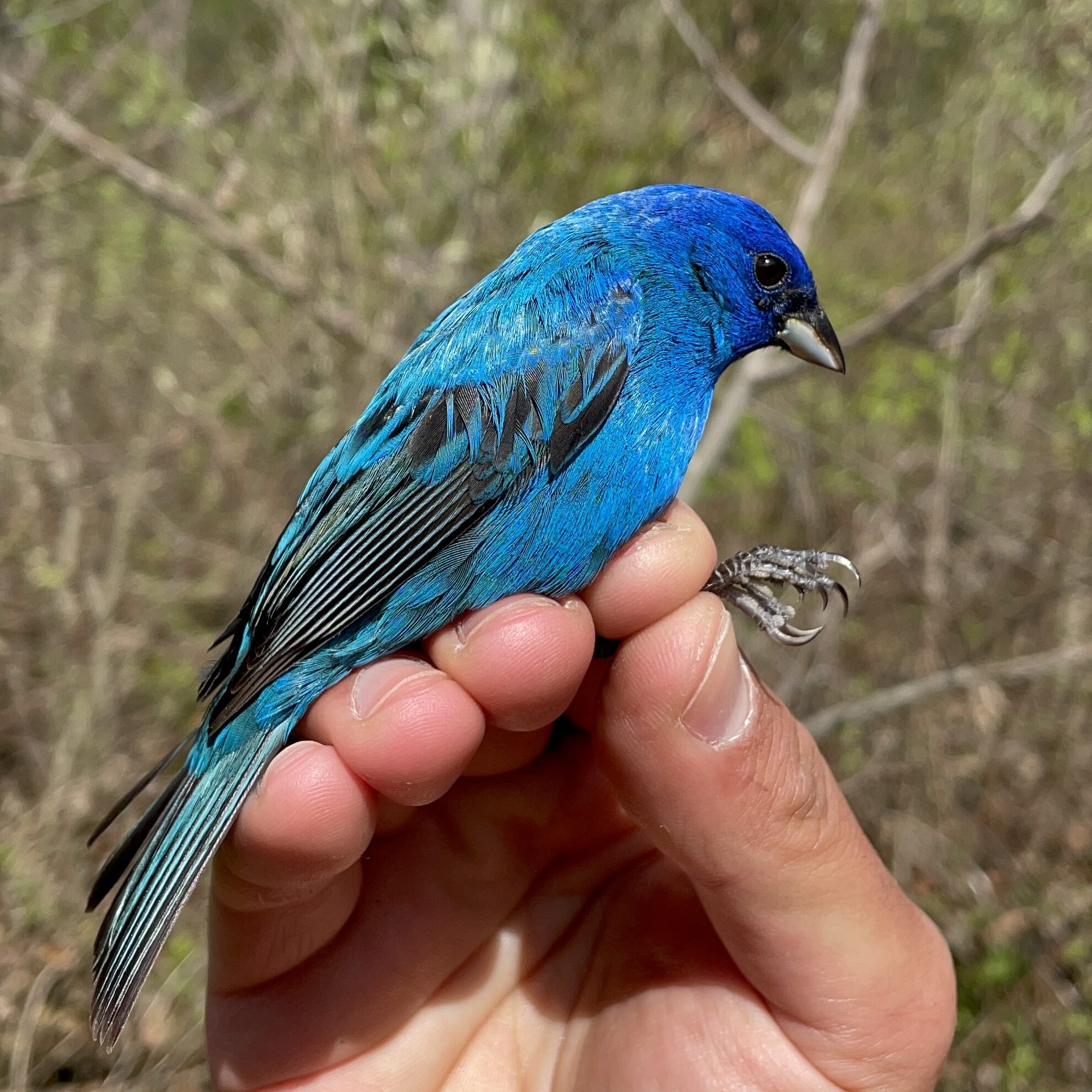 Twin Stupas - Indigo Bunting