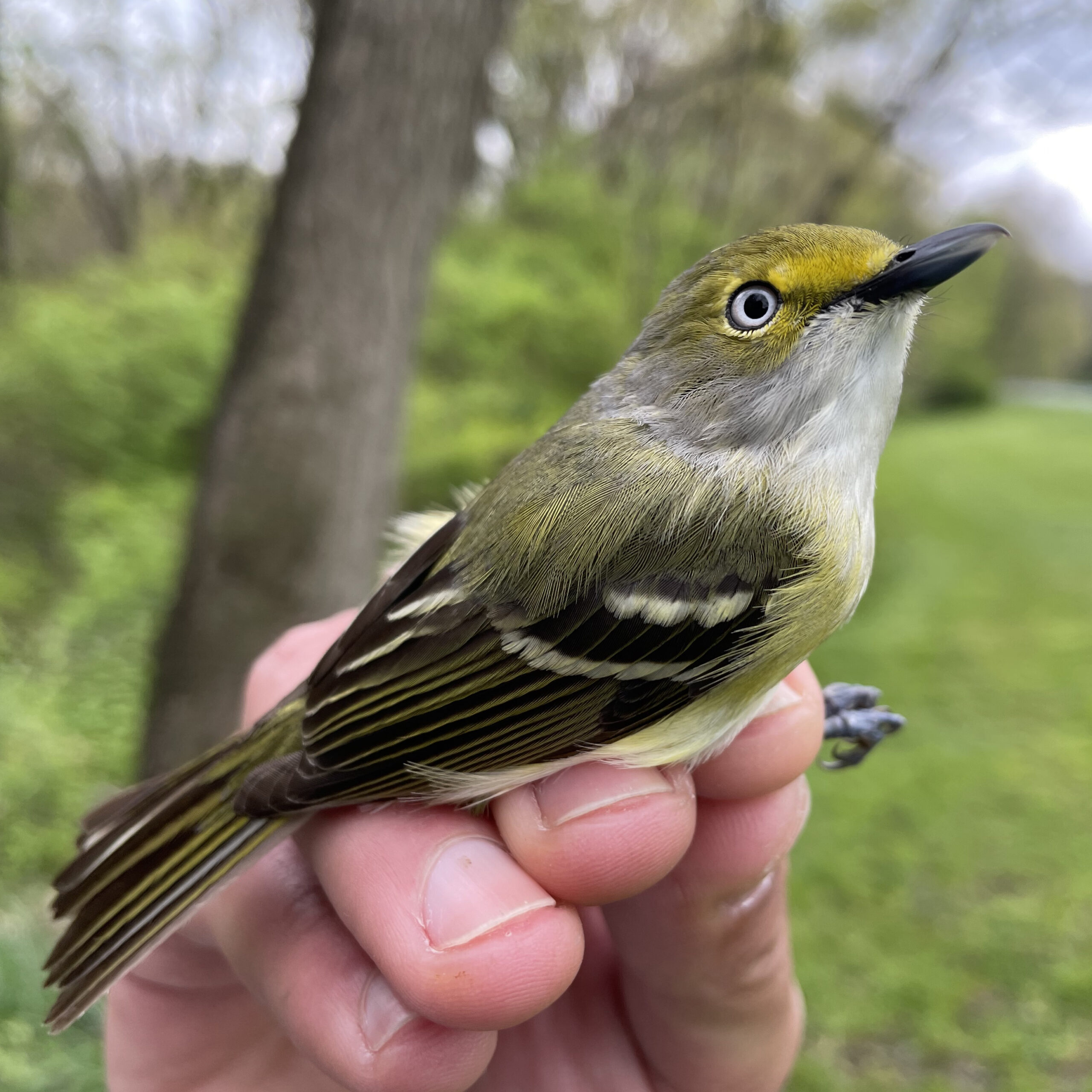 Upper St Clair - White-eyed Vireo